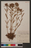 Dianthus shinanensis Makino
