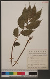 Elatostema umbellatum Blume var. majus maxim.