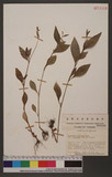 Polygonum cespitosum Blume var. longisetum (DeBruyn) Stewart