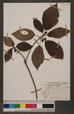 Ficus erecta Thunb. var. beecheyana (Hook. & Arn.) King ź_