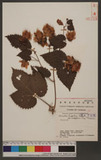 Humulus lupulus Linn. var. cordifolius (Miq.) Maxim s