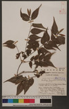 Buchleya lanceolata (Sief. v Zucc.) Miq