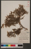 Juniperus chinensis L. f