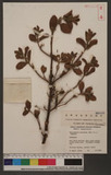 Phoradendron serotinum (Raf.) M. C. Johnston