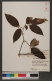 Ostrya japonica sarg.