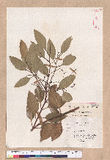 Cinnamomum japonicum Sieb.