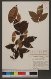 Ostrya virginiana(Miller) k. Koch