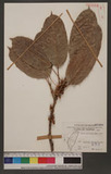 Ficus caulocarpa (Miq.) Miq. j_