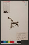 Portulaca oleracea L. A