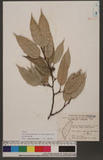 Ficus sarmentosa Buch.-Ham. ex J. E. Sm. var. henryi (King ex D. Oliver) Corner sï]