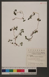 Pilea japonica (Maxim.) Hand. -Mazz. 饻N