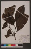 Pisonia umbellifera (J. R. Forst. & G. Forst.) Seem. ֮]