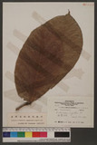 Artocarpus rigidus...