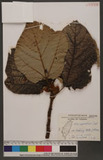 Ficus esquiroliana H. Lév. _