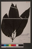 Pisonia umbellifera (J. R. Forst. & G. Forst.) Seem. ֮]