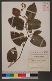 Polygonum chinensis (L.) Nakai