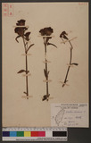 Dianthus chinensis L. ۦ