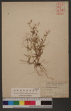 Mollugo pentaphylla L. ̯