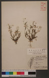Mollugo pentaphylla L. ̯