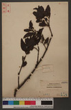 Loranthus Owatarii Hay