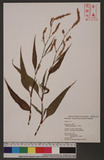 Polygonum persicaria L. Kd