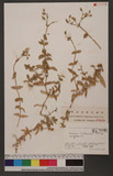 Cerastium fischerianum Seringe