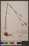 Dianthus armeria L...