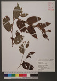 Polygonum chinense L. 