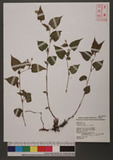 Polygonum chinense L. 