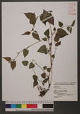 Polygonum chinense L. 