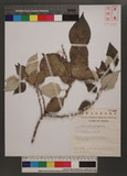 Pipturus arborescens (Link) C. Robinson 