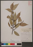 Ficus sarmentosa Buch.-Ham. ex J. E. Sm. var. henryi (King ex D. Oliver) Corner sï]