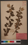 Bougainvillea spectabilis Willd. E