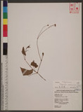 Polygonum senticosum (Meisn.) Franch. & Sav. 刺蓼