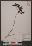 Rivinia humilis L. Ư]