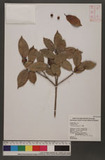 Ficus microcarpa L. f. _
