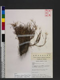 Pogonatherum crini...