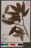 Quercus variabilis...