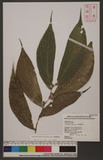 Elatostema platyphylloides B. L. Shih & Yuen P. Yang ︭ӱ