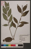 Champereia manillana (Blume ) Merr. sc