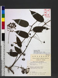 Smilax riparia A. DC. jZ