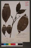 Pisonia umbellifera (J. R. Forst. & G. Forst.) Seem. 皮孫木