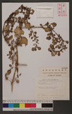 Trianthemum portulacastrum L. 