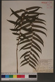 Cyclosorus truncatus (Poir.) Farw. }