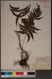 Parathelypteris castanea (Tagawa) Ching ߬`ƪP