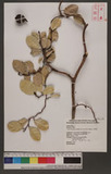 Ficus aurantiaca Griff. var. parvifolia (Corner) Corner jG_