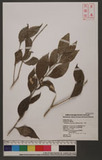 Champereia manillana (Blume) Merr. sc
