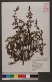 Trianthemum portulacastrum L. 