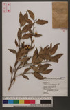 Chapereia manillana (Blume) Merr. sc
