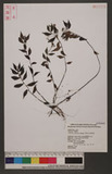 Pellionia arisanensis Hayata Ϫ